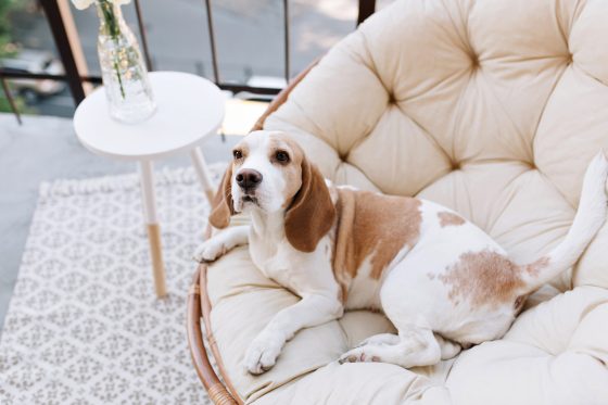 professional upholstery cleaning Salford