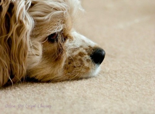 Carpet cleaning for Homes in Salford